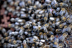 Pszczoły w pasiece Tadeusza Kozaka. Foto: Collage Przemysław Gąbka