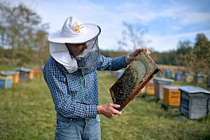 Pszczelarz doglądający pszczoły w ramce. Foto: Collage Przemysław Gąbka